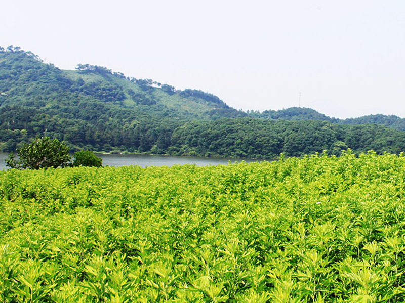 大葉野生艾草